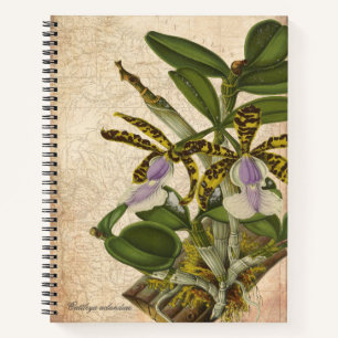 Cattleya Aclandiae Orchideen-Notizbuch - Chic Notizbuch