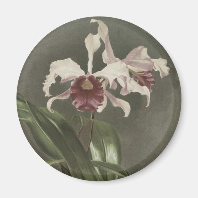 Cattleya Arnoldiana Orchid Magnet (Vorne)