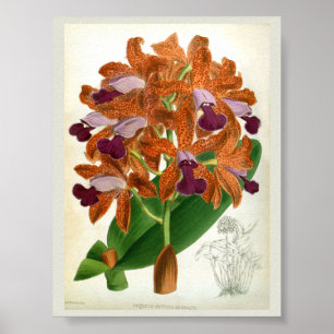 Cattleya Guttata Leopoldii Vintag Lindenia Orchid Poster