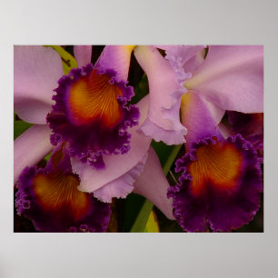 Cattleya-Hybrid-Orchideenposter Poster