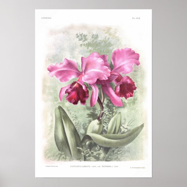 Cattleya labiata poster (Vorne)