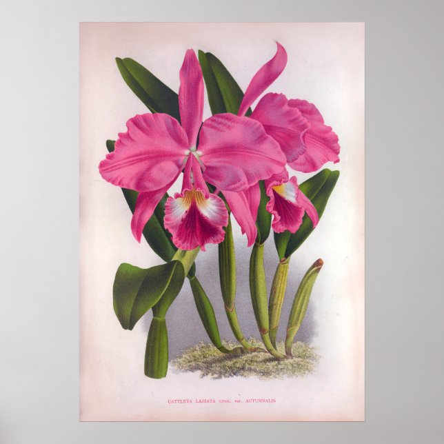 Cattleya Labiata Vintag Deep Pink Orchias Poster (Vorne)
