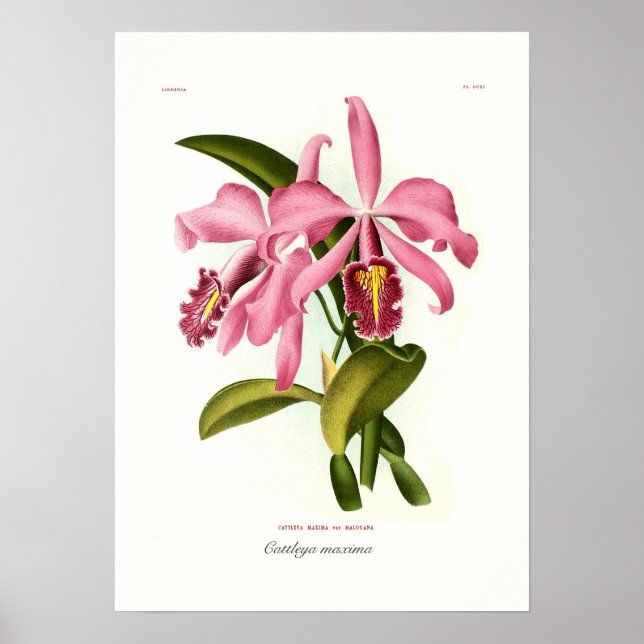 Cattleya maxima poster (Vorne)