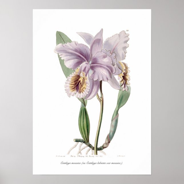 Cattleya mossiae poster (Vorne)