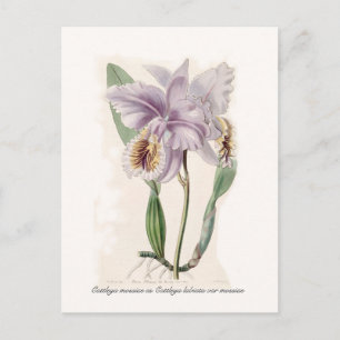 Cattleya mossiae postkarte