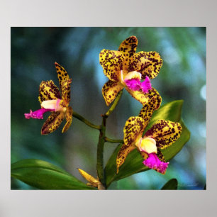 Cattleya Orchid Art Print -24x20 -andere Größen au Poster