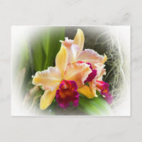 Cattleya Orchid-Blume