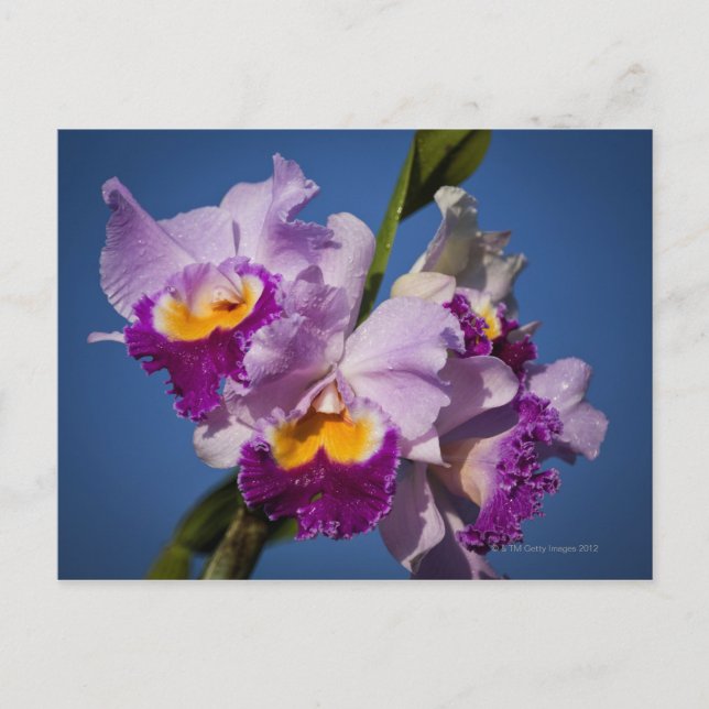 Cattleya-Orchid-Hybrid mit Pazifik Postkarte (Vorderseite)