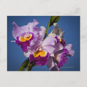 Cattleya-Orchid-Hybrid mit Pazifik Postkarte
