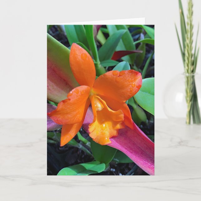 Cattleya Orchid Karte (Vorderseite)