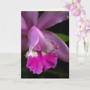 Cattleya Orchid Karte
