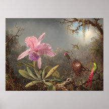 Cattleya Orchid - Martin Heade Fine Art Poster