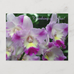 Cattleya Orchid Purple Flowers Postkarte