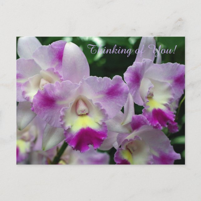 Cattleya Orchid Purple Flowers Postkarte (Vorderseite)