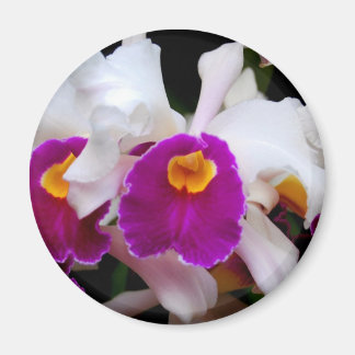 Cattleya Orchid - weiß/Lila Magnet