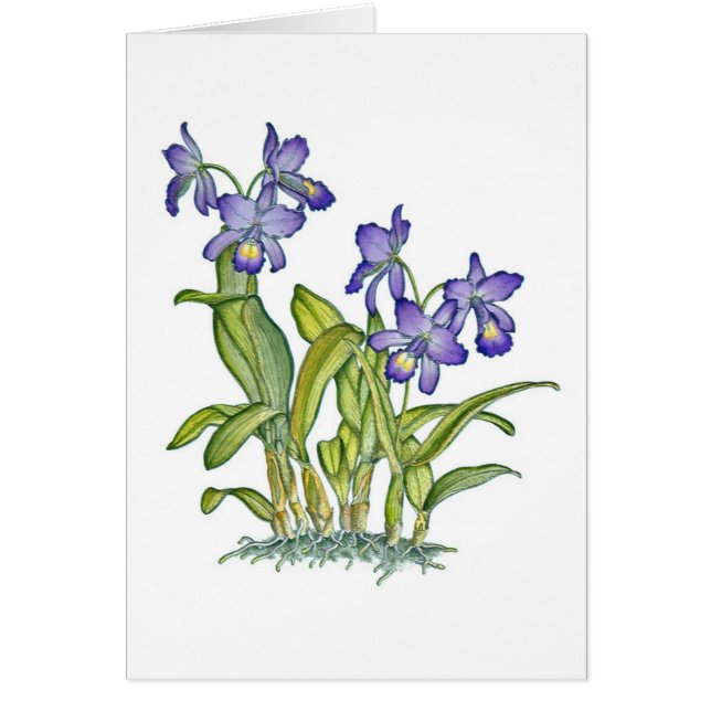 Cattleya Orchidee (Vorne)