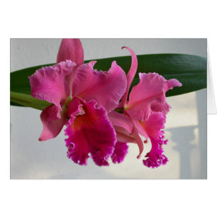 Cattleya Orchidee
