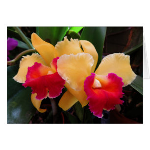 Cattleya Orchidee