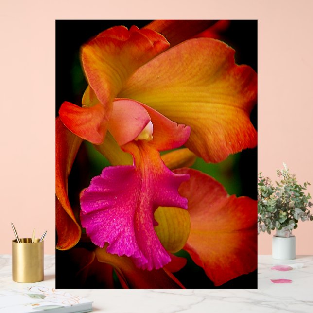 Cattleya-Orchideenporträt Acrylschild (Hochzeit)