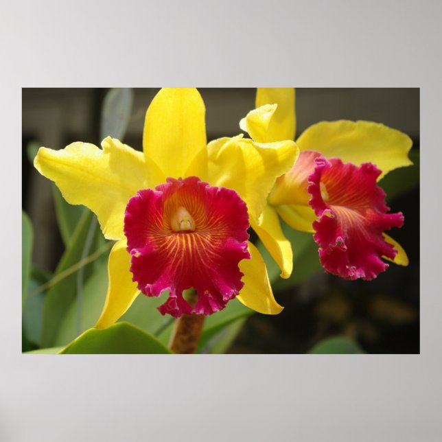 Cattleya Poster (Vorne)