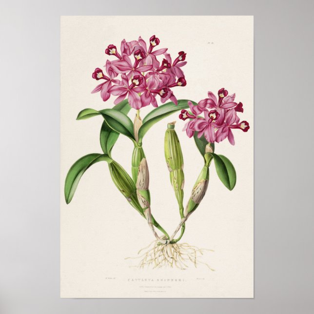Cattleya skinneri by Bateman Orchid Print Poster (Vorne)