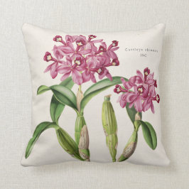 Cattleya skinneri Orchidee botanisches 1842 durch Kissen