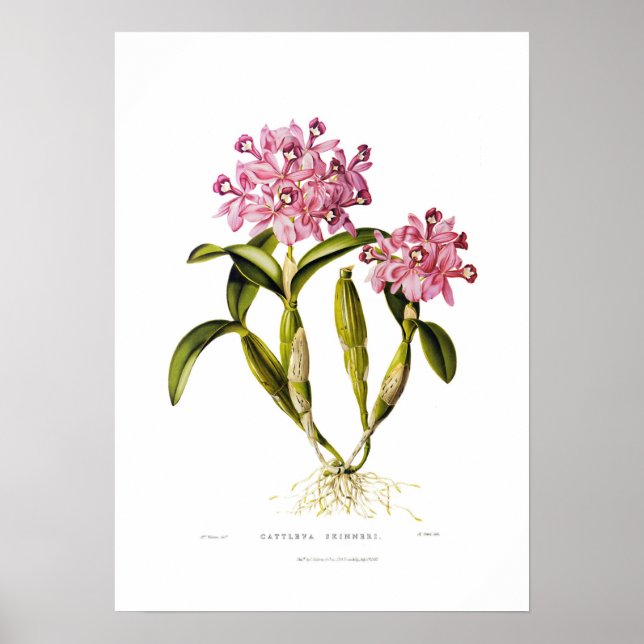 Cattleya skinneri von Augusta Innes Withers. Poster (Vorne)