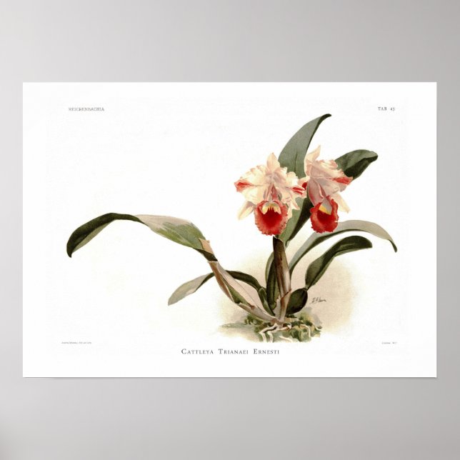 Cattleya trianae ernesti poster (Vorne)
