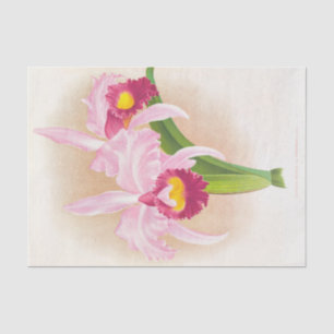 Cattleya Trianae Var Purpurata (Orchid) von Linden Seidenpapier