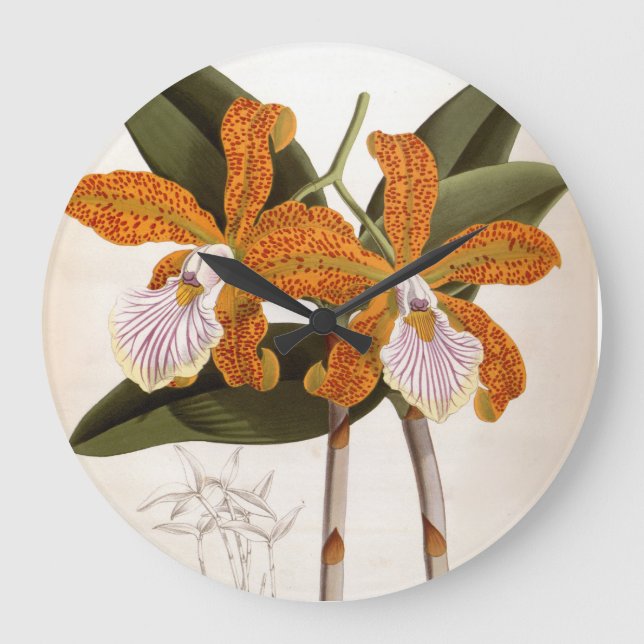 Cattleya Velutina Vintag Lindenia Orchid Große Wanduhr (Vorderseite)