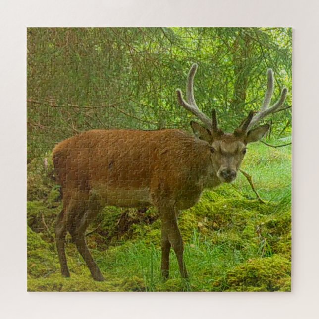 Cauvely Red Deer Stag Jigsaw Puzzle (Horizontal)