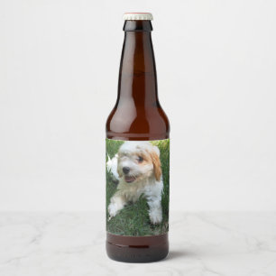 Cavachon-Foto, Hund Bierflaschenetikett