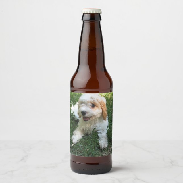 Cavachon-Foto, Hund Bierflaschenetikett (Vorderseite)