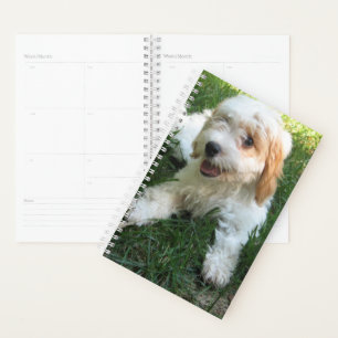 Cavachon-Foto, Hund Planer