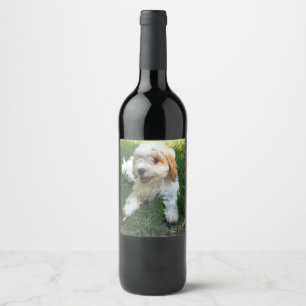 Cavachon-Foto, Hund Weinetikett