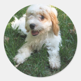 Cavachon Foto Phone Sticker, Hund Runder Aufkleber