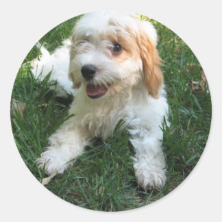 Cavachon Foto Phone Sticker, Hund Runder Aufkleber