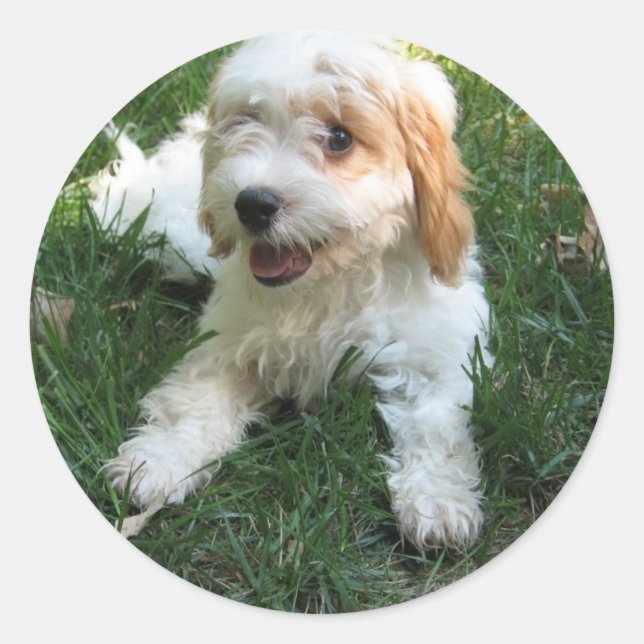 Cavachon Foto Phone Sticker, Hund Runder Aufkleber (Vorderseite)