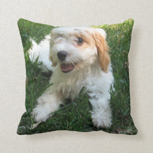 Cavachon Foto Pillow, Hund Kissen