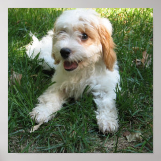 Cavachon Foto Poster, Hund Poster