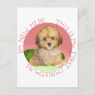 Cavachon Puppy Feiertagspostkarte