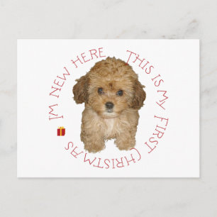 Cavachon Puppy Feiertagspostkarte