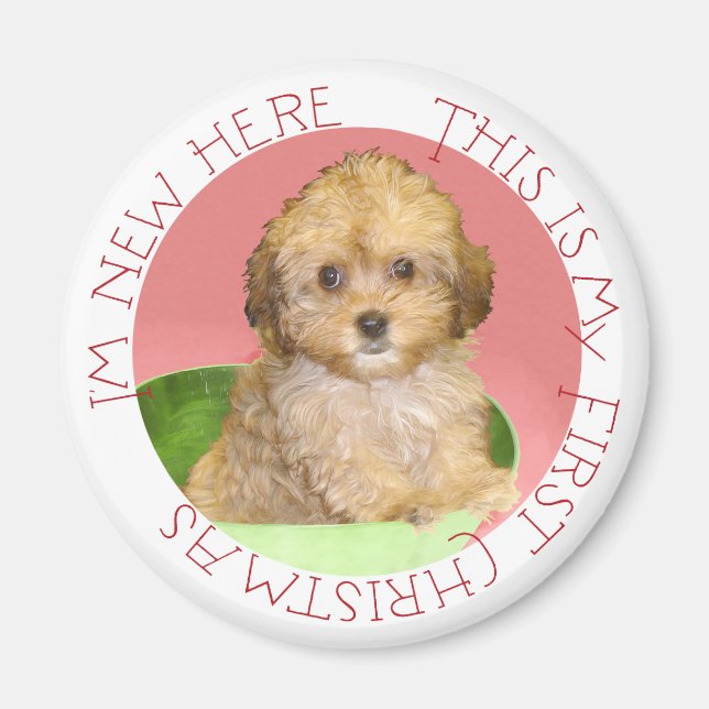 Cavachon Puppy Magnet (Vorne)