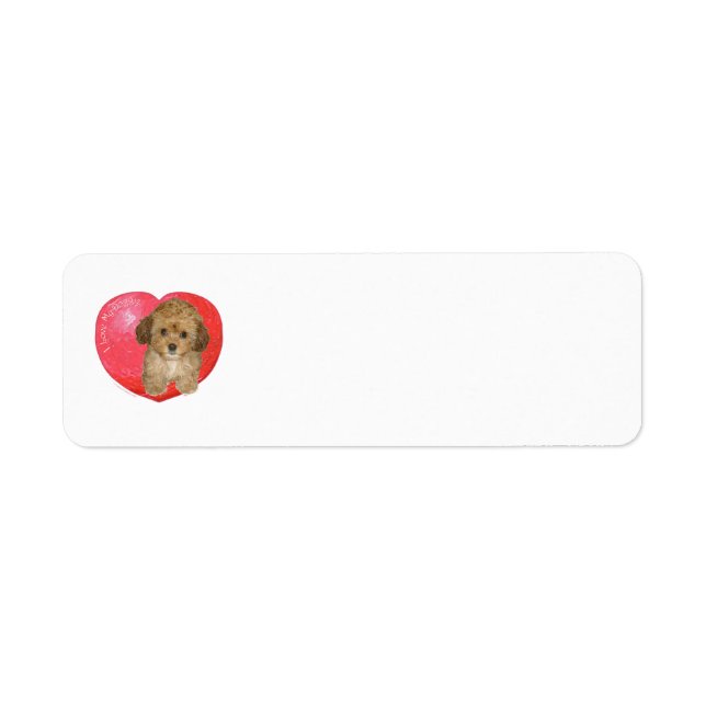 Cavachon Valentine (Vorne)
