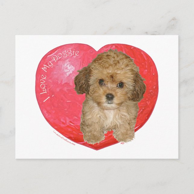 Cavachon Valentine Feiertagspostkarte (Vorderseite)