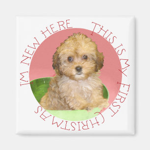 Cavachon-Welpe erstes Weihnachten Magnet