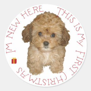 Cavachon-Welpe erstes Weihnachten Runder Aufkleber