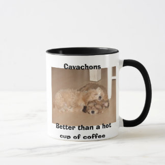 Cavachons besser als ein heißer Tasse Kaffee