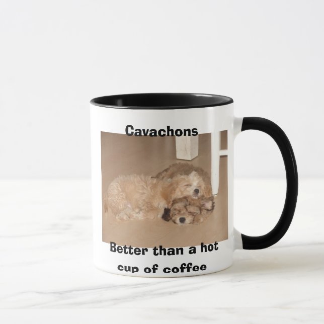 Cavachons besser als ein heißer Tasse Kaffee (Rechts)