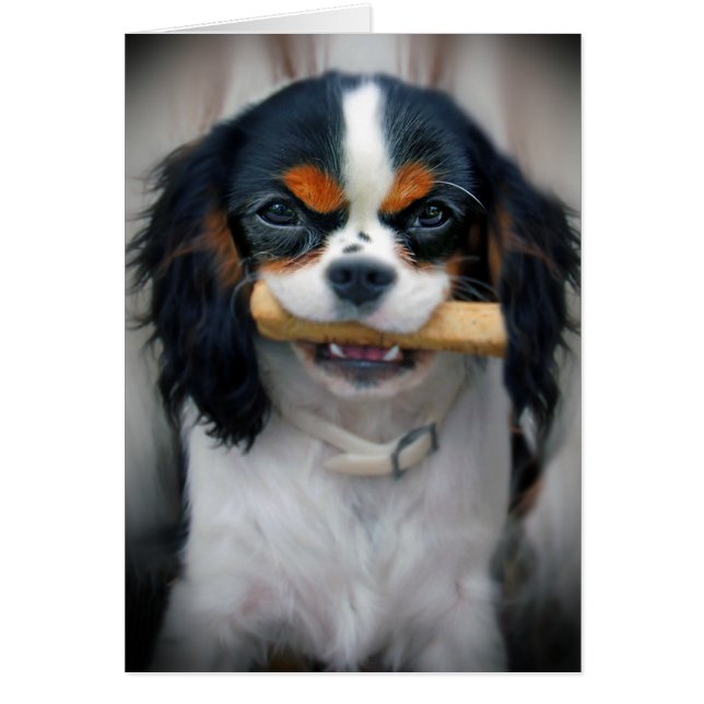 Cavalier King Charles (Vorne)
